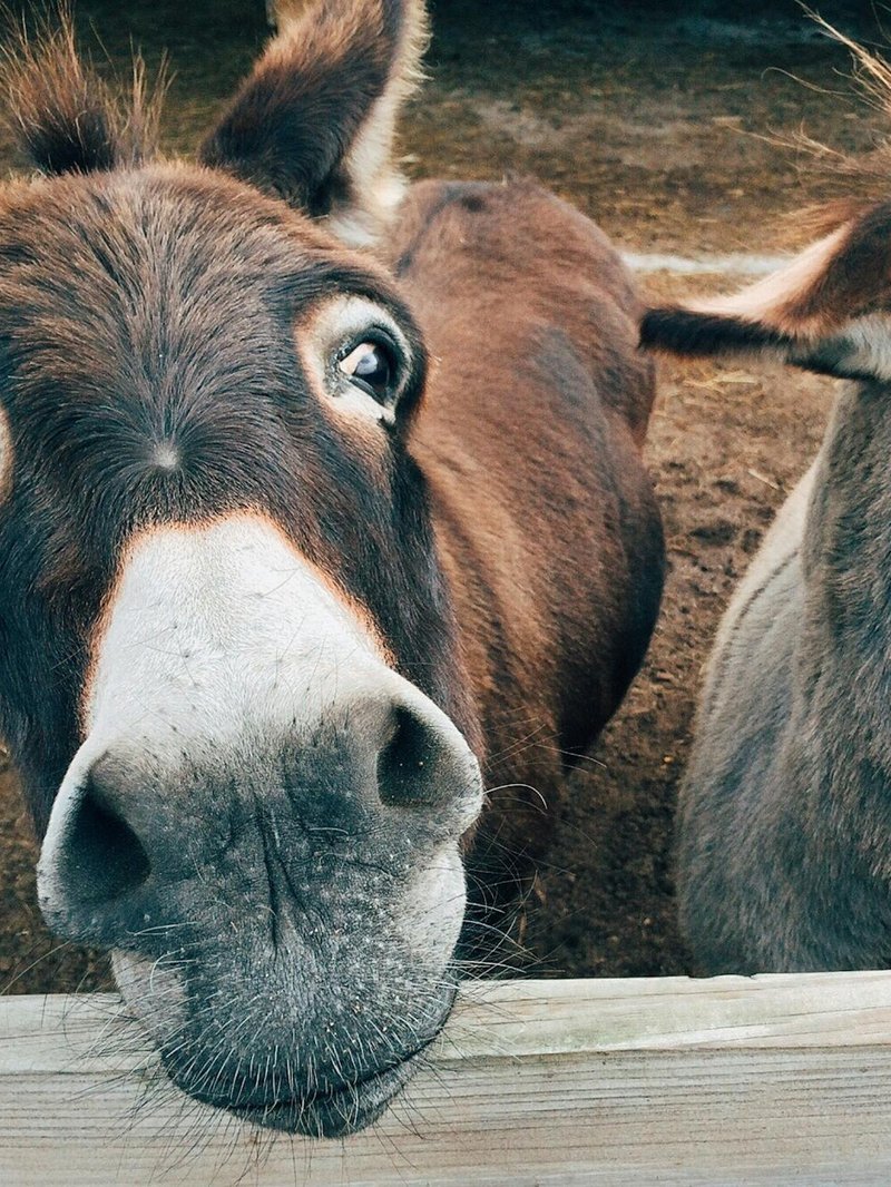 Gaston, un âne brun curieux, museau vers l'objectif
