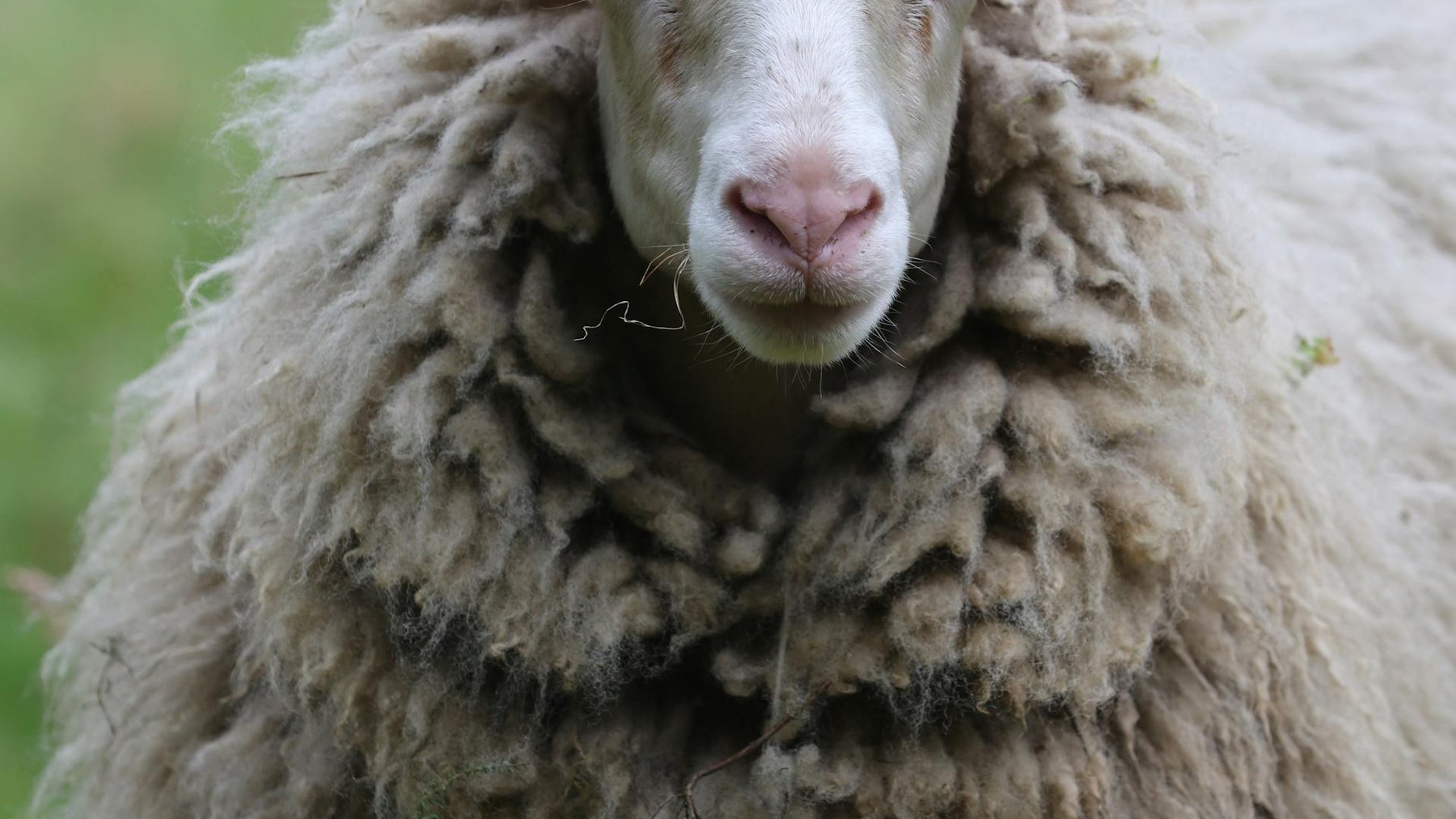 Un mouton laineux du Biesstiaire dans son pré