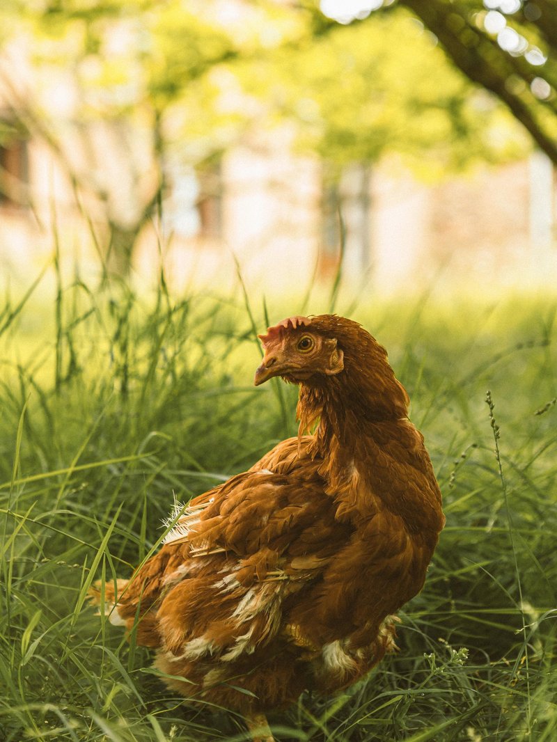 Pétronille, poule rousse réformée, dans l'herbe dorée